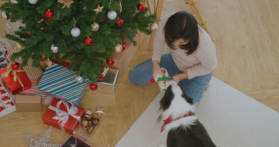 Happy woman enjoy playing with cute friend border collie dog at cozy house in christmas time. Young asian girl prepare for celebrating x-mas, New Year winter holidays with lovely puppy pet at home.