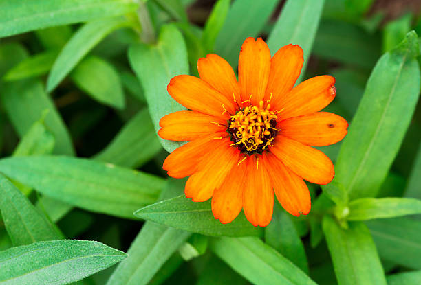 Close up of a Mexican Sunflower