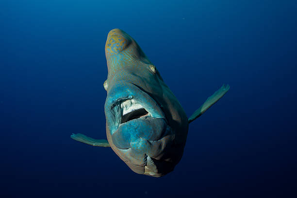 istock napoleonwrasse from the front in blue water 181421179