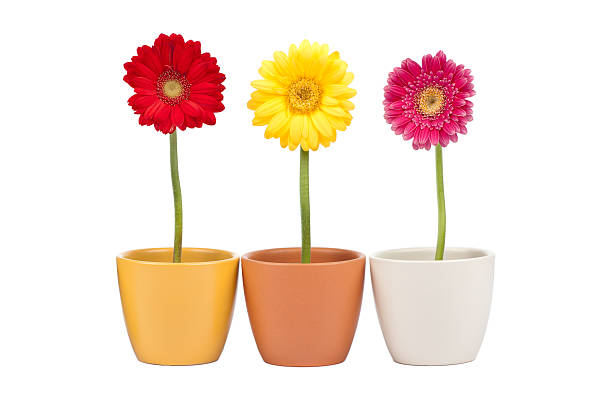 istock Three Gerbera Daisies in flower pots 181421381