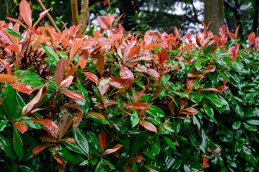 Red and green leaves of a photinia fraseri red robin hedge on a street