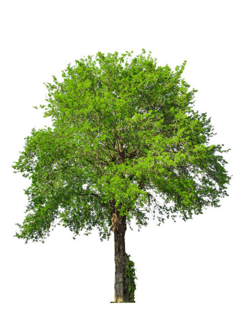 istock Tropical plant bush shrub green tree on isolated on white background with clipping path. 1814218934