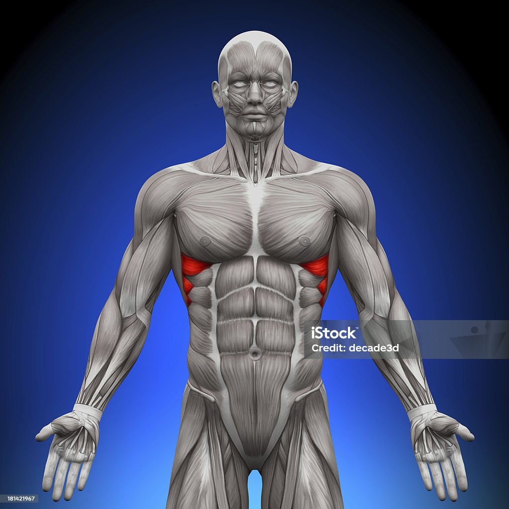 Photo libre de droit de Muscle Grand Denteléles Muscles De Lanatomie