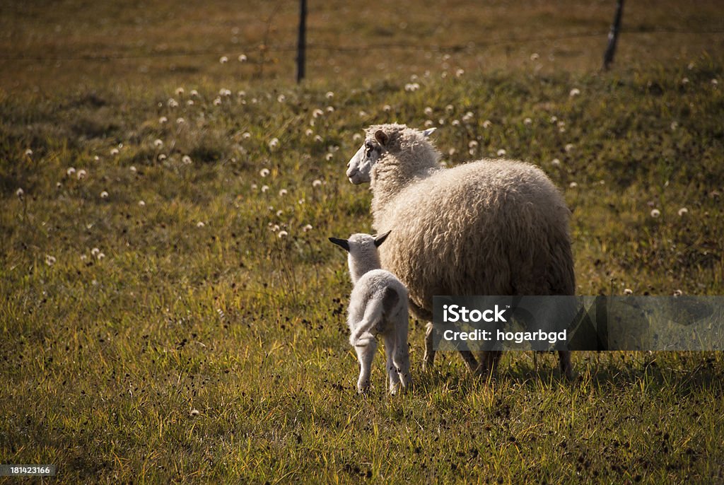 Owiec i jagniąt - Zbiór zdjęć royalty-free (Biegać)