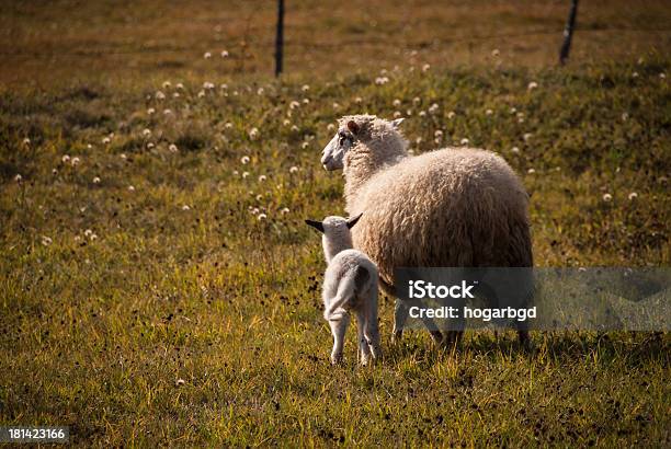 Foto de Ovelhas E Cordeiro e mais fotos de stock de Animal - Animal, Animal de Fazenda, Cena Rural