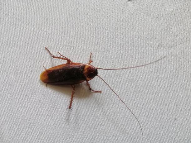 istock Cockroaches in normal and upside down positions. 1814237635