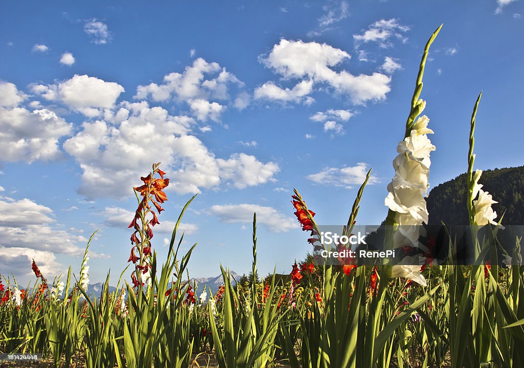 Campo di cielo azzurro nuvoloso Gladiolas sotto - Foto stock royalty-free di Ambientazione esterna