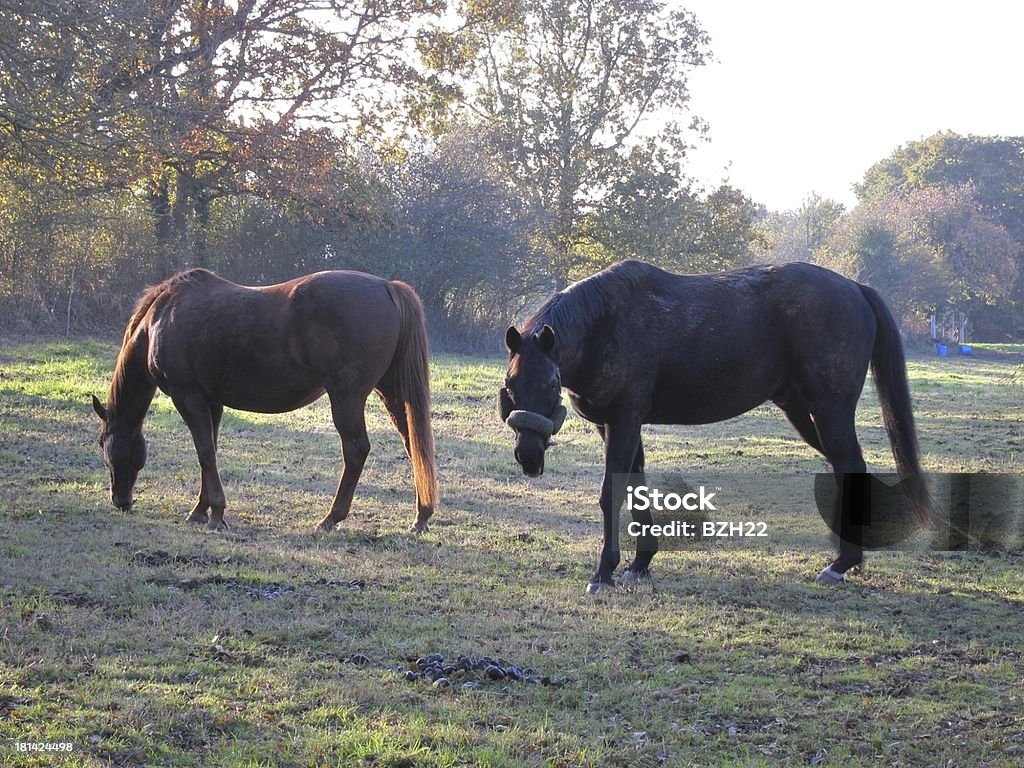 Due cavalli - Foto stock royalty-free di Adulto