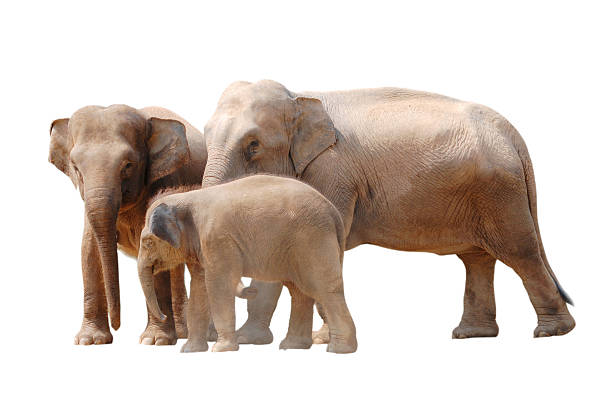 istock animal elephant family isolated 181424621