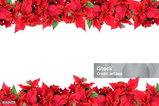 Border Of Poinsettias On White Background Stock Photo - Download Image Now - Poinsettia, Border - Frame, Christmas