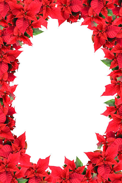 istock christmas frame from poinsettias isolated on white 181424850