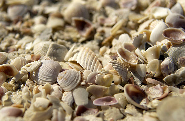 Seashells stock photo