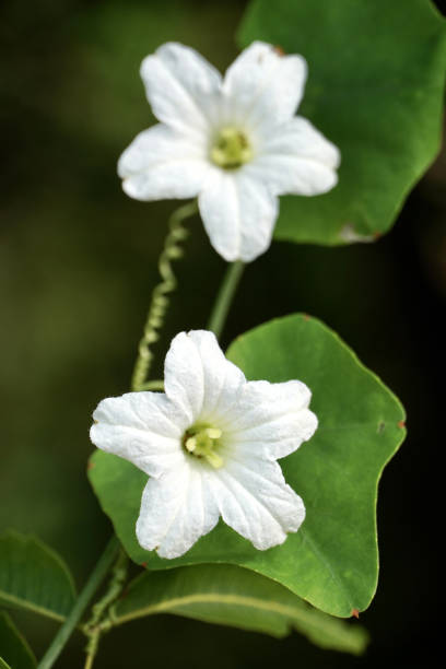 istock White flower in the garden. 1814254789