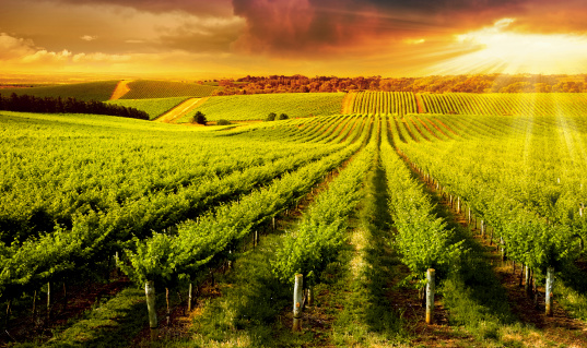 A Beautiful Sunset over vineyard in South Australia