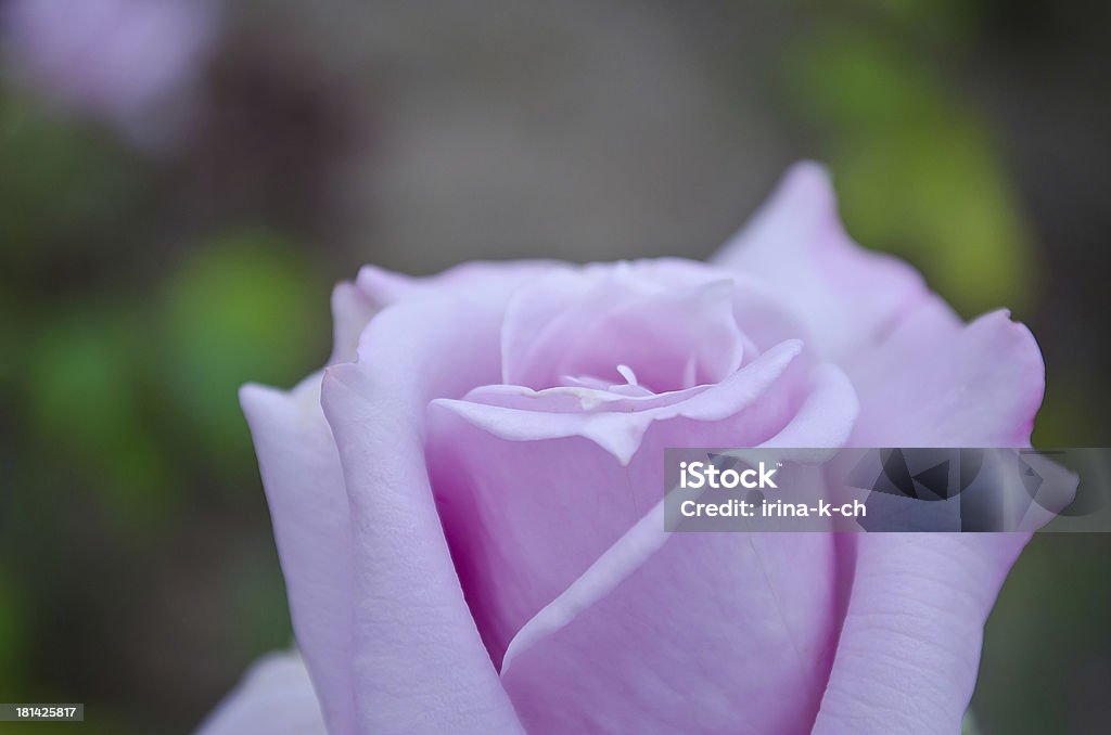 Flor-rosebud. - Foto de stock de Amor royalty-free