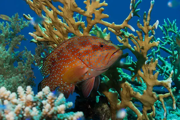 red sea bass with fire coral