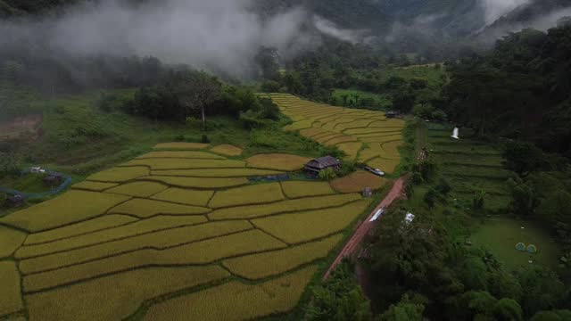 Captured from above, a mesmerizing scene unfolds as a diligent farmer meticulously harvests golden rice in a sprawling field, showcasing the beauty of agriculture's timeless connection with the land.