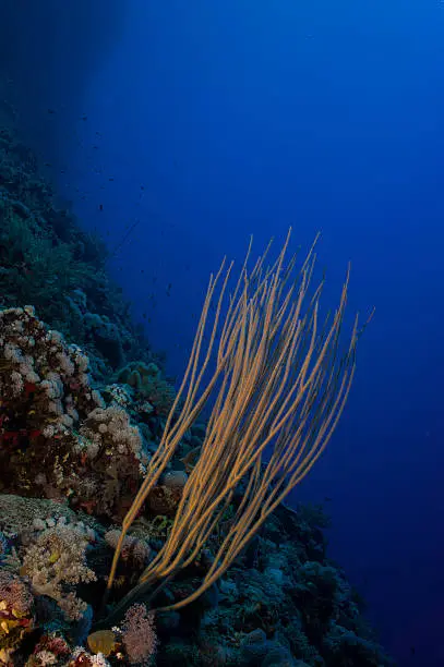 reef wall with whip coral and blue water