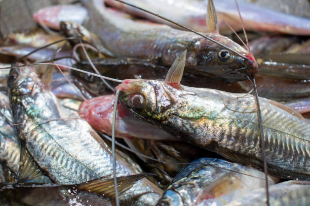istock Freshwater Tengra fish, Tengara mystus on market 1814282790