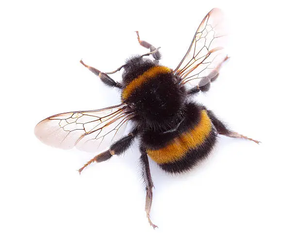 Photo of Bumblebee isolated on white