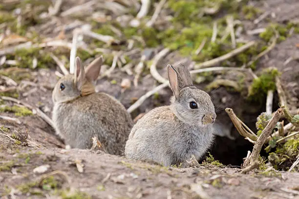 Two baby wild European rabbits sit outside their burrow at a rabbit warren in the UK