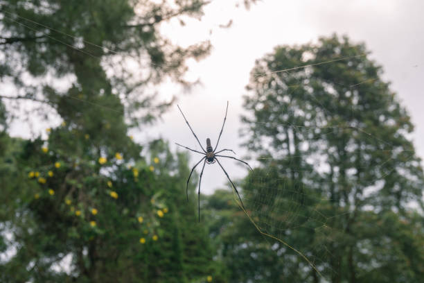 istock Blurred silhouette of a spider in a web on a blurred natural green background 1814305158