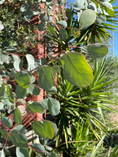 istock The Eucalyptus Populous is a fragrant foliage 1814305222