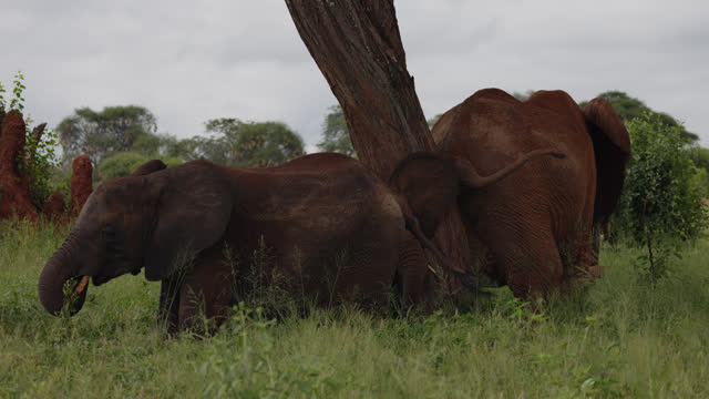 Elephant scratching on tree trunk while calves grazing on grassy savannah