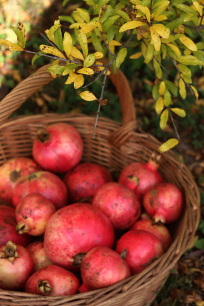 istock Pomegranate fruits in a wicker basket under a Pomegranate bush 1814316677