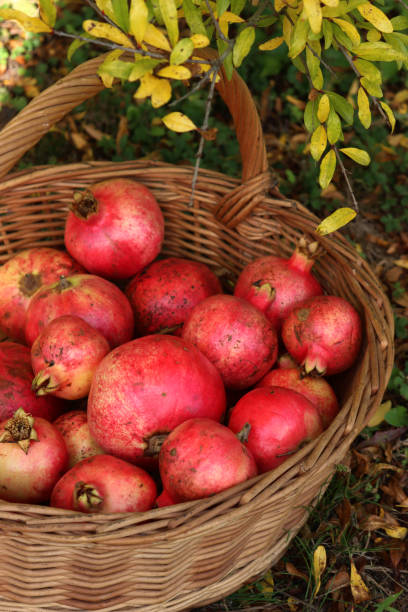 istock Pomegranate fruits in a wicker basket under a Pomegranate bush 1814317196