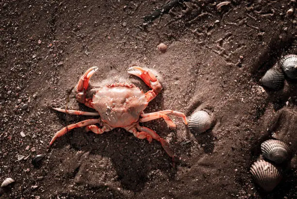 Photo of a dead crab on the beach