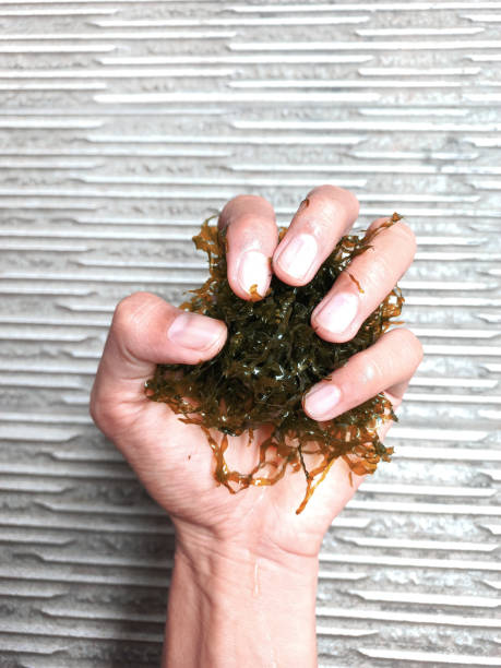 istock Hand holding pellia moss water plants 1814327804