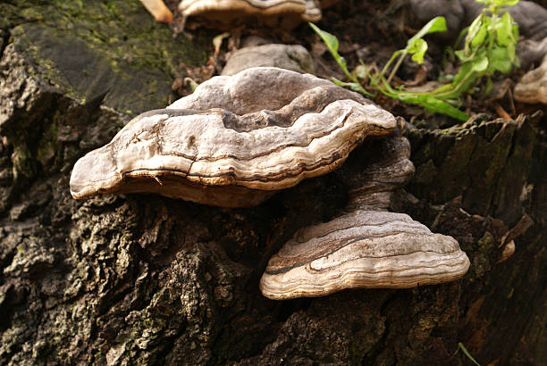 istock wood fungus 181432789