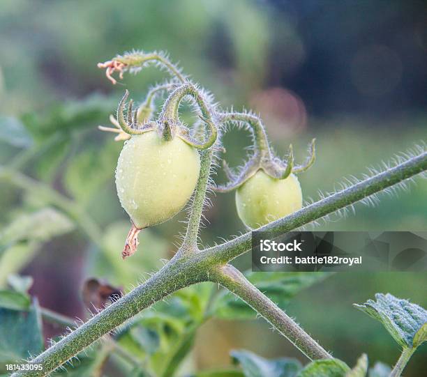 Organiczne Zielone Pomidory - zdjęcia stockowe i więcej obrazów Bez ludzi - Bez ludzi, Domowa uprawa, Fotografika