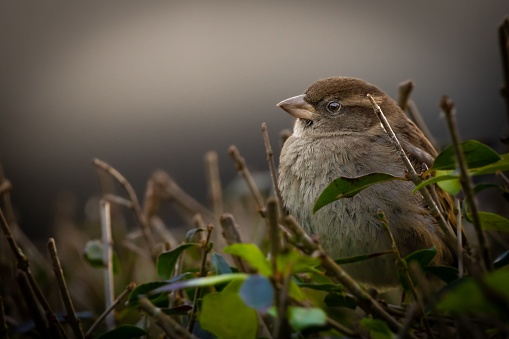 A house sparrow perched atop a freshly cut hedge.