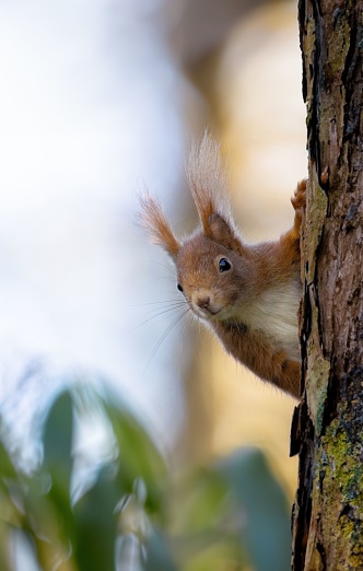 A squirrel stands perched atop a tree trunk.