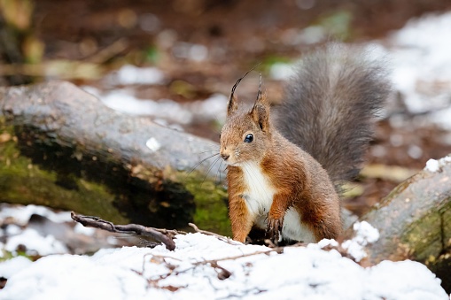 A red squirrel in a forest in the snow in northern Germany.