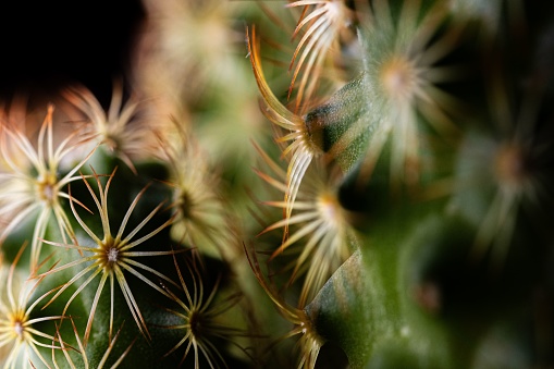 A spiky green cactus stands tall against a dark background.