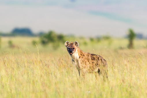 Hyena standing and watching on the savannah