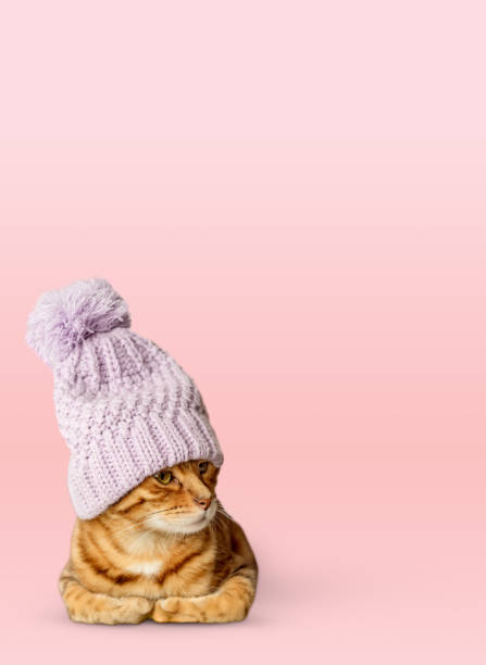 istock A cute cat in a knitted hat on a colored background. 1814338974