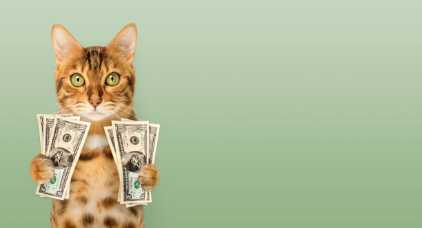 istock Funny rich red cat with cash. 1814341098