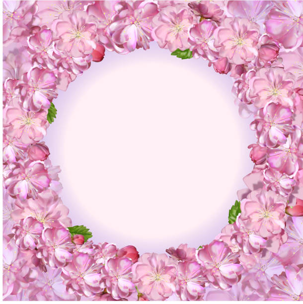 illustrazioni stock, clip art, cartoni animati e icone di tendenza di ciliegio giapponese - blossom growth single flower cherry blossom