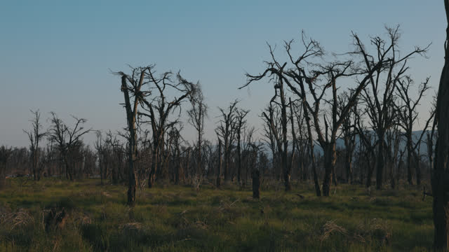Panning shot of dead trees in Lake Manyara National Park