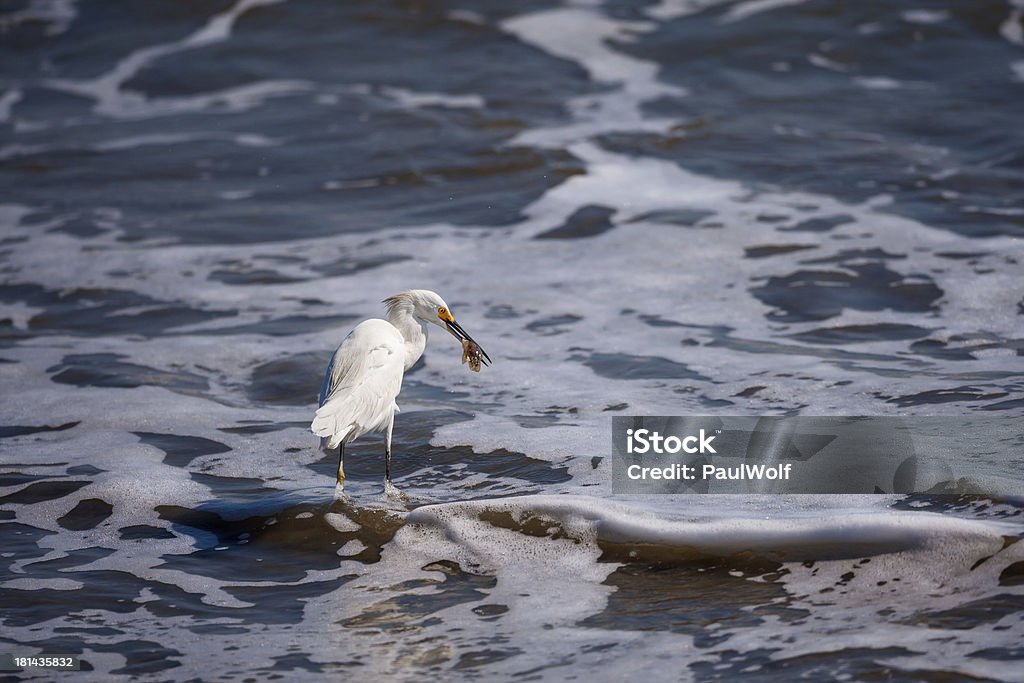 Egretta con sabbia granchio - Foto stock royalty-free di Ambientazione esterna