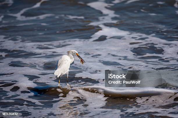 Egretta Con Sabbia Granchio - Fotografie stock e altre immagini di Ambientazione esterna - Ambientazione esterna, America Latina, America del Sud