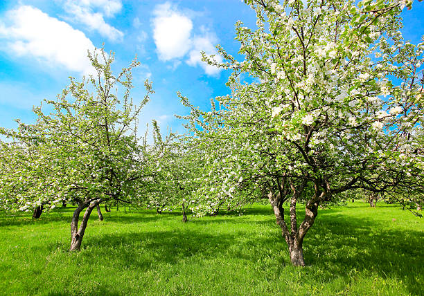 istock blooming apple trees and blue sky in spring park 181436400