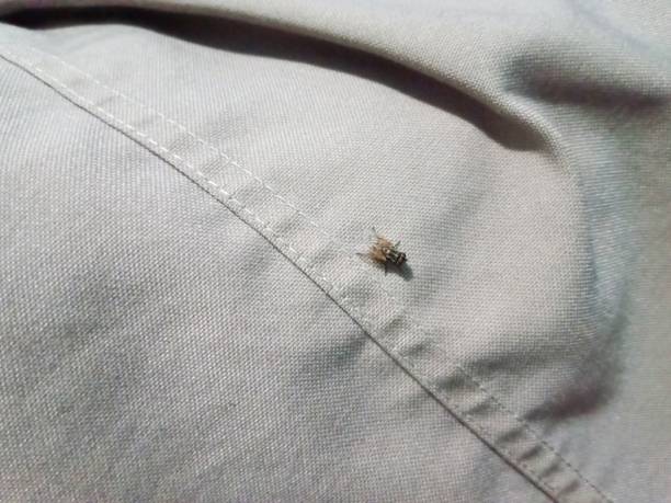 istock Fly insects stuck to the trouser fabric 1814366217