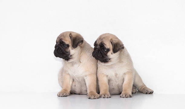 istock Two pug puppy on white background 181436644