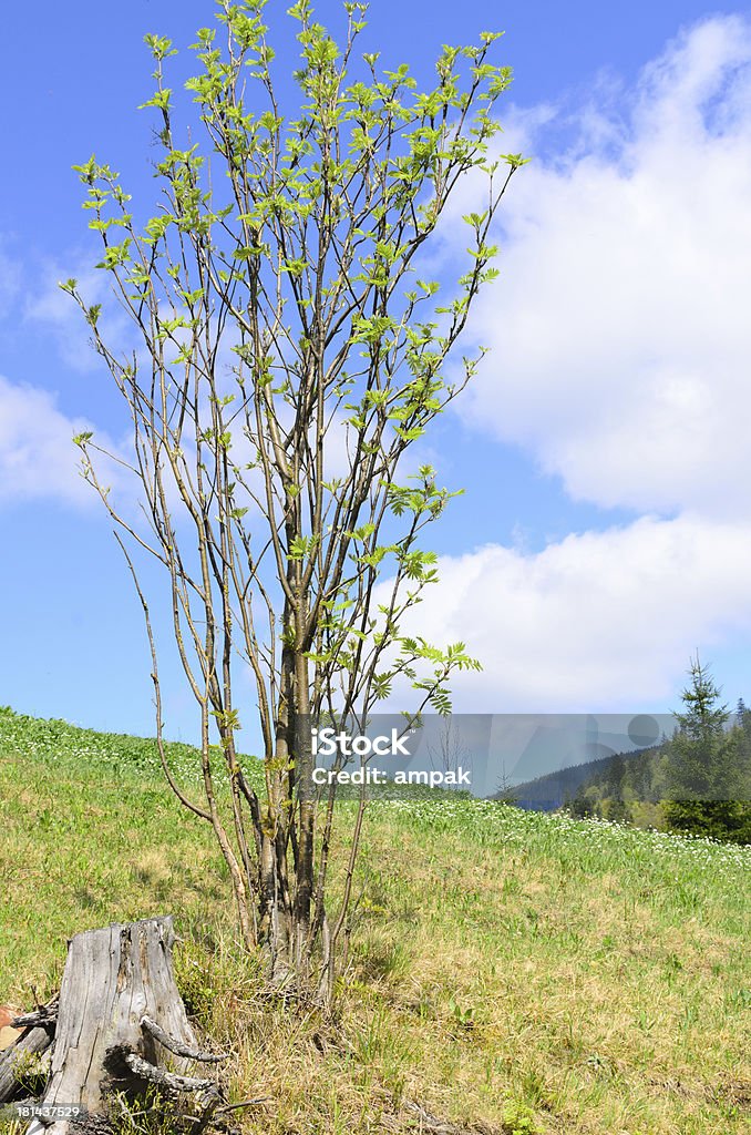 Shrub sur un versant de la montagne - Photo de Abrupt libre de droits