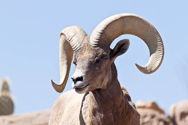 mouflon d'amérique, en arizona - bighorn sheep sonoran desert animal sheep photos et images de collection